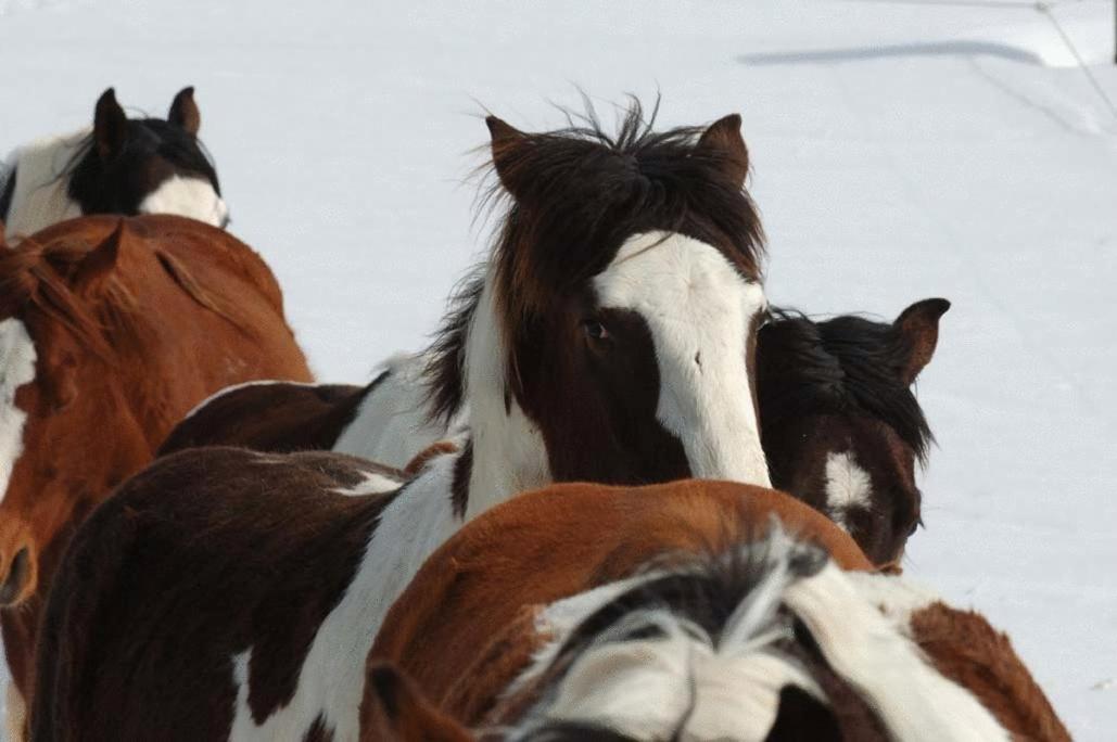 Espi-Stables Ferienhof Esterhammer Liebenau  Exteriör bild