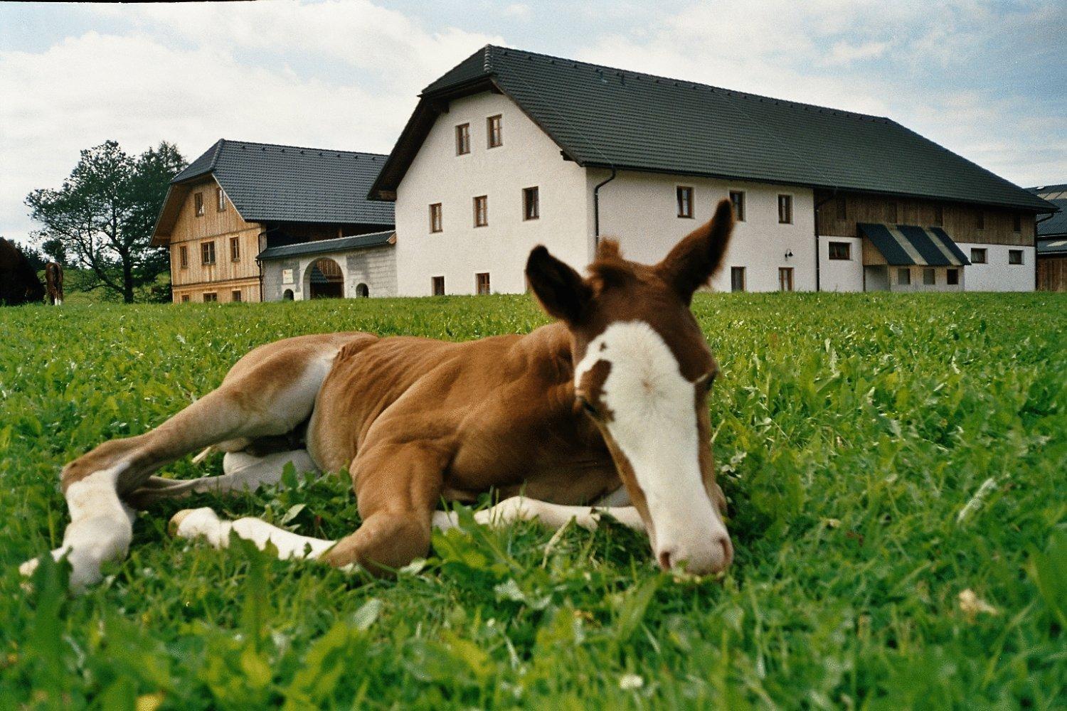 Espi-Stables Ferienhof Esterhammer Liebenau  Exteriör bild
