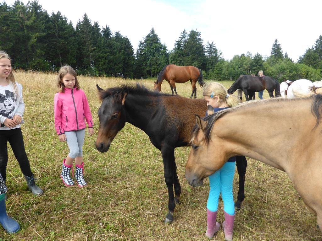 Espi-Stables Ferienhof Esterhammer Liebenau  Rum bild